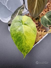 Alocasia Aurea Variegata Gageana