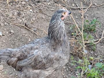 Galli e galline marans le galline dalle uova oro