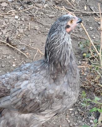 Galli e galline marans le galline dalle uova oro