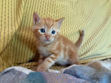 Gatto tigrato Arancione