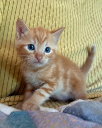 Gatto tigrato Arancione