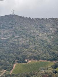 Terreno agricolo con piccola casetta