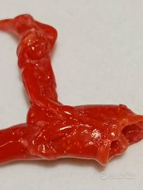 incisione su corallo rosso 