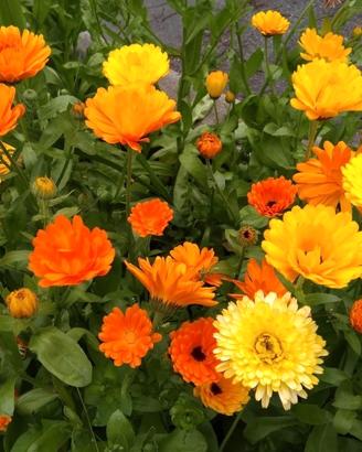 lotto 500 semi di Calendula officinale