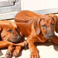 Cucciolo Rhodesian Ridgeback con pedigree