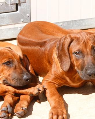 Cucciolo Rhodesian Ridgeback con pedigree
