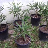 Palme ornamentali