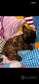 Buldog francese