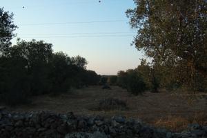 Terreno a Sava (TA) contrada Agliano uliveto
