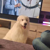 Cane maremmano misto bordercollie