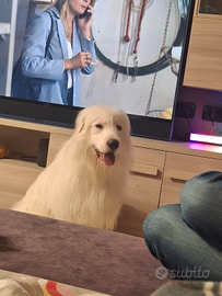 Cane maremmano misto bordercollie