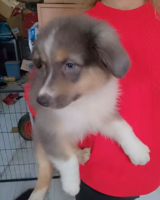 cuccioli di Pastore Australiano con pedigree