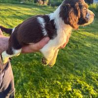 Springer spaniel