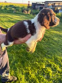Springer spaniel