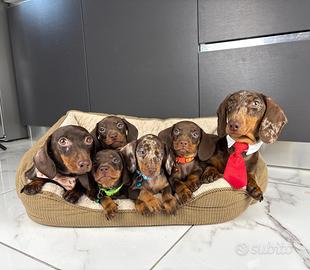 ACCOPPIAMENTO Bassotto Arlecchino-Cioccolato NANO