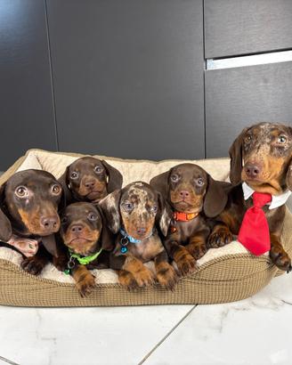 ACCOPPIAMENTO Bassotto Arlecchino-Cioccolato NANO