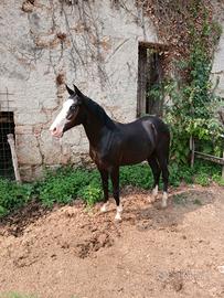 Puledra quarter