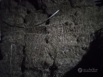 Fieno in ballette rettangolari