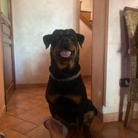 Cuccioli di Rottweiler