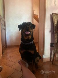 Cuccioli di Rottweiler