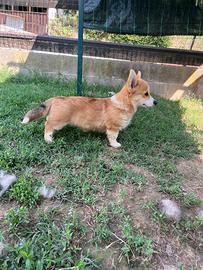 Corgi Pembroke