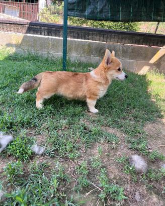 Corgi Pembroke