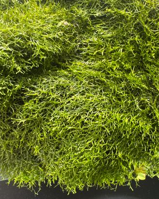 Riccia fluitans