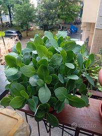 Pianta grassa Sedum in vaso rotondo diametro cm 25