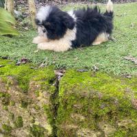 Cucciolo di shih tzu