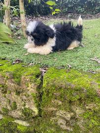 Cucciolo di shih tzu