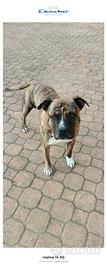 Femmina Amstaff per accoppiamento