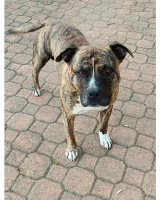Femmina Amstaff per accoppiamento