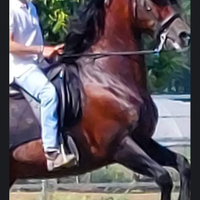 Cavallo spagnolo alta scuola