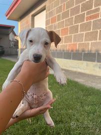 Jack Russell terrier