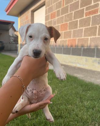 Jack Russell terrier