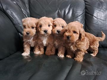 Maltipoo cuccioli