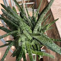 Pianta BABY Gasteria