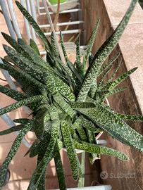 Pianta BABY Gasteria