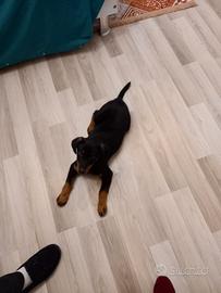 Cane bassotto incrocio