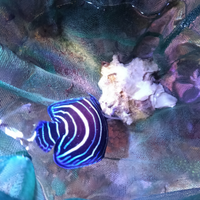 Pomacantus semicirculatus