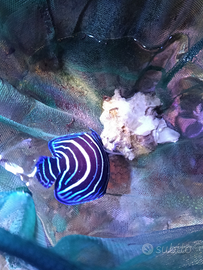 Pomacantus semicirculatus