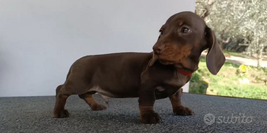 Disponibili subito bassotto tedesco Pedigree