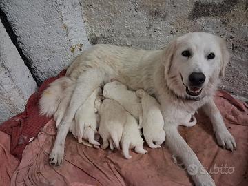 cuccioli di pastore maremmano