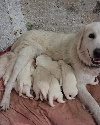 cuccioli di pastore maremmano