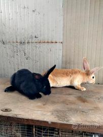 Gigante delle Fiandre