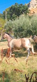 cavallo paint tree color 