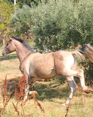 cavallo paint tree color 