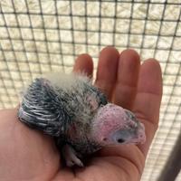 Pulli Calopsita da allevare a mano