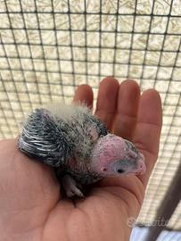 Pulli Calopsita da allevare a mano