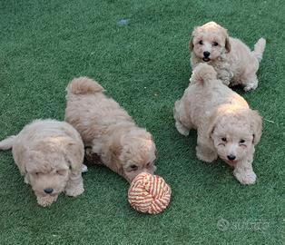 Maltipoo Toy cuccioli